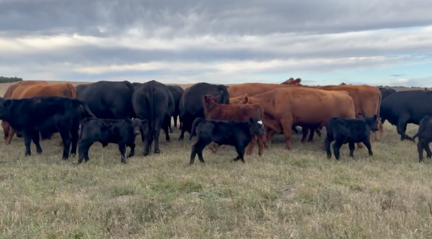 3 & 1 package – 1400lb cows and 275 lb calves at side. Exposed to Black bulls. Summer to Fall pairs!  - CP1023A5